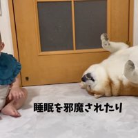 赤ちゃんと柴雄くんと茶太郎くん2