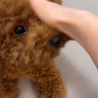 なでられる犬2