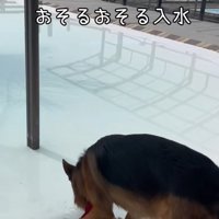 恐る恐るプールに入る大型犬