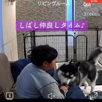 息子さんの手を舐めるアイスくん