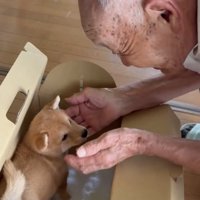 手を見つめる子犬
