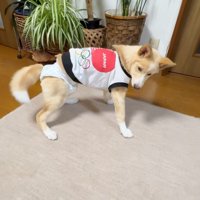 床の上に立って立ち止まる犬