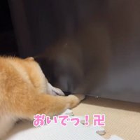 頑張るはなちゃん