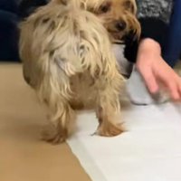 どこか寂し気…