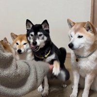 順番に「おて」をお披露目