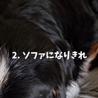 ソファ代わりにされることも…