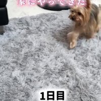 走る犬