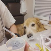 ジョイくんは眠そう…