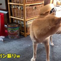 お顔はプイッ、しっぽはフリフリ