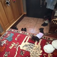パパが入ってくるのを待つ小型犬