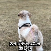 飼い主さんを見つけたピコちゃん