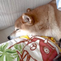 幸せそうな寝顔♪