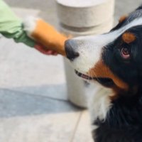おてする超大型犬