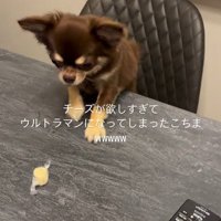 チーズを取りたいココちゃん2
