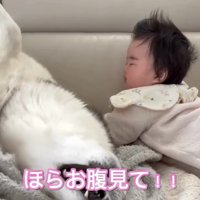 再びお腹を見せる犬