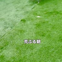 庭を全力疾走するチワワ