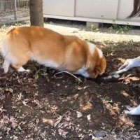 頭を突っ込む犬