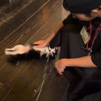 きれいなヘソ天をするオレオちゃん