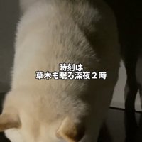 テーブルの上で下を覗き込む犬