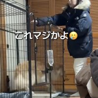 人に駆け寄る犬