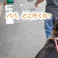 犬の後ろ姿1