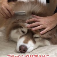 ブラッシングされるコスモくん