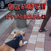 リードを持つ人が交代した時のジノくん⑩