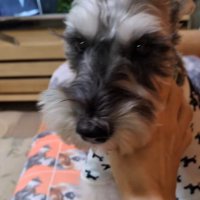 テレビに自分が出た時の風太くん8