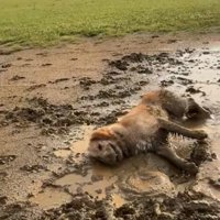 ドロドロになる大型犬