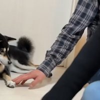 前足をナデナデ