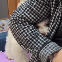 腕の間に顔を入れる犬