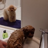 うゆちゃんのシャンプー中の出来事6