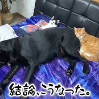 ムニくんと猫たちの尊い関係7