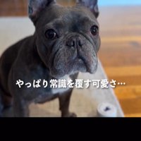 カメラ目線の犬