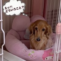 不思議そうに見つめる犬