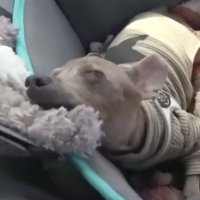 助手席で眠る犬