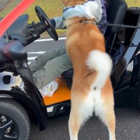 仲良しのおじさんに飛びつく秋田犬