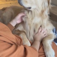 撫でてもらう大型犬