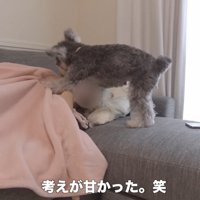 「遊んで遊んで～っ！」