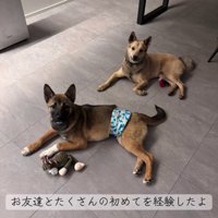 広い部屋で過ごす子犬たち