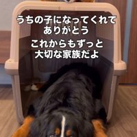 ハウスの中で突っ伏せる大きな犬
