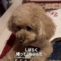 寂しそうに前を見る犬