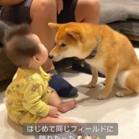 カーペットに座る赤ちゃんと向き合う柴犬