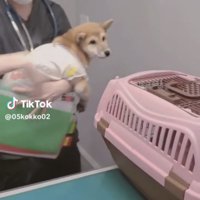 診察台の前に運ばれる犬