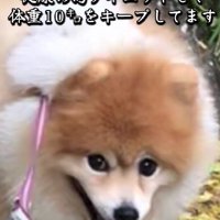 12キロのデカポメになったよ