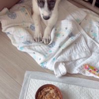 伏せをして飼い主を上目使いに見上げる子犬