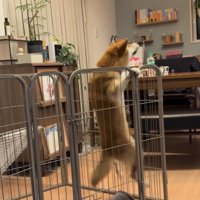 柵で懸垂する犬