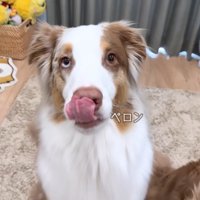 舌を出すガルチェロくん