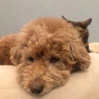 愛されすぎて大変！