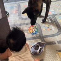 ボールを転がす犬